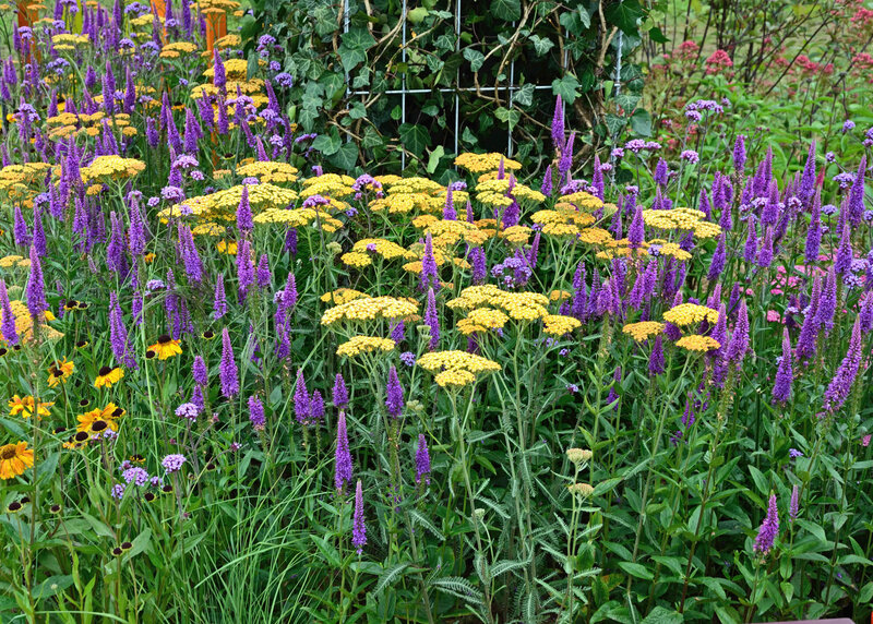 Achillea millefolium Terracotta
