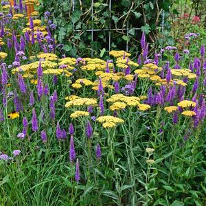 Achillea millefolium Terracotta