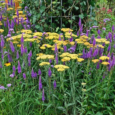 Achillea millefolium Terracotta