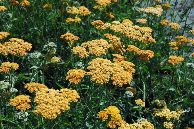 Achillea millefolium Terracotta