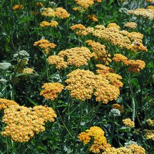 Achillea millefolium Terracotta