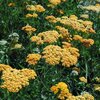 Achillea millefolium Terracotta