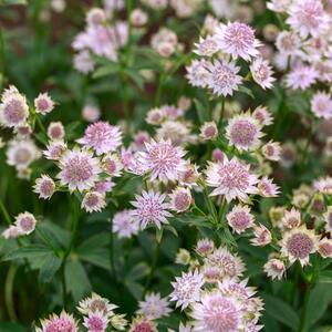 Astrantia major Roma