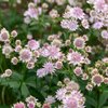 Astrantia major Roma
