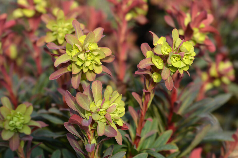 Euphorbia amygdaloides Purpurea