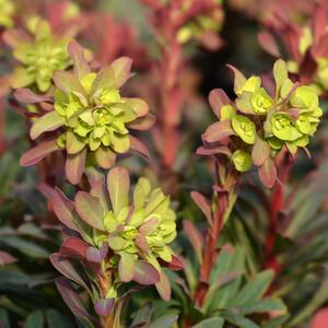 Euphorbia amygdaloides Purpurea