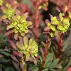 Euphorbia amygdaloides Purpurea