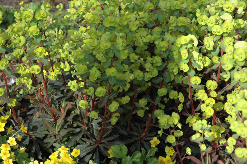Euphorbia amygdaloides Purpurea