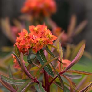 Euphorbia griffithii Fireglow