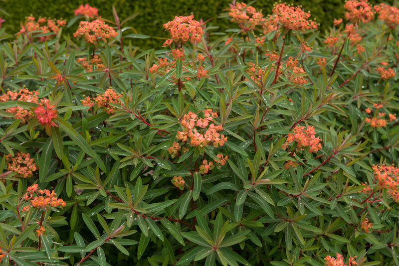 Euphorbia griffithii Fireglow