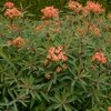 Euphorbia griffithii Fireglow