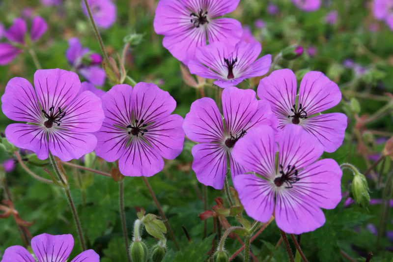 Geranium x wallichianum Pink Penny