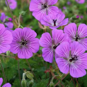 Geranium x wallichianum Pink Penny