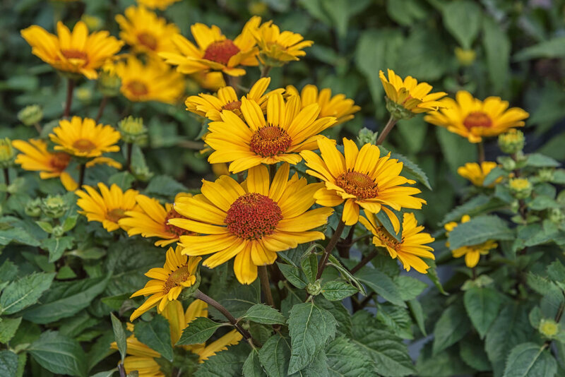 Heliopsis scabra Summer Nights
