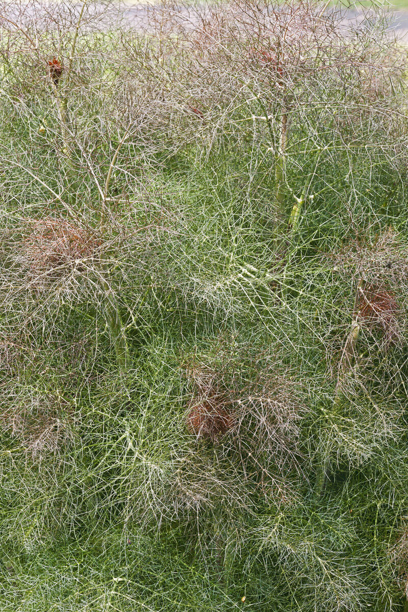 Foeniculum vulgare Atropurpureum