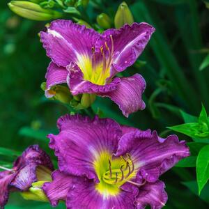 Hemerocallis - Hybriden Lavender Blue Baby