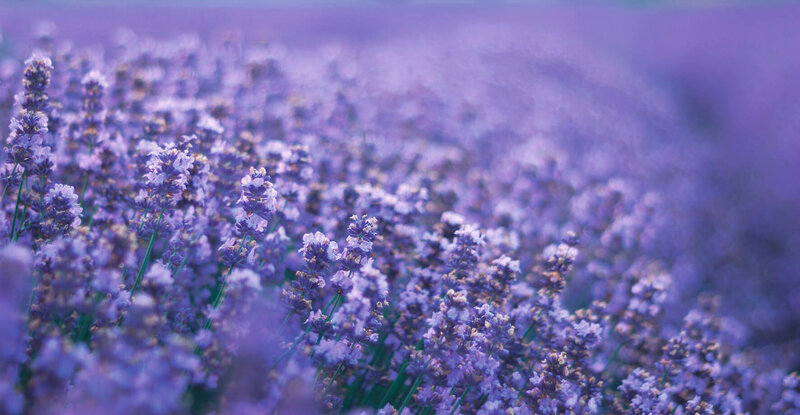 Lavandula angustifolia Dwarf Blue