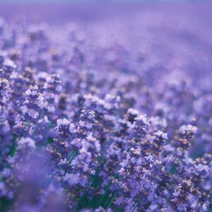 Lavandula angustifolia Dwarf Blue