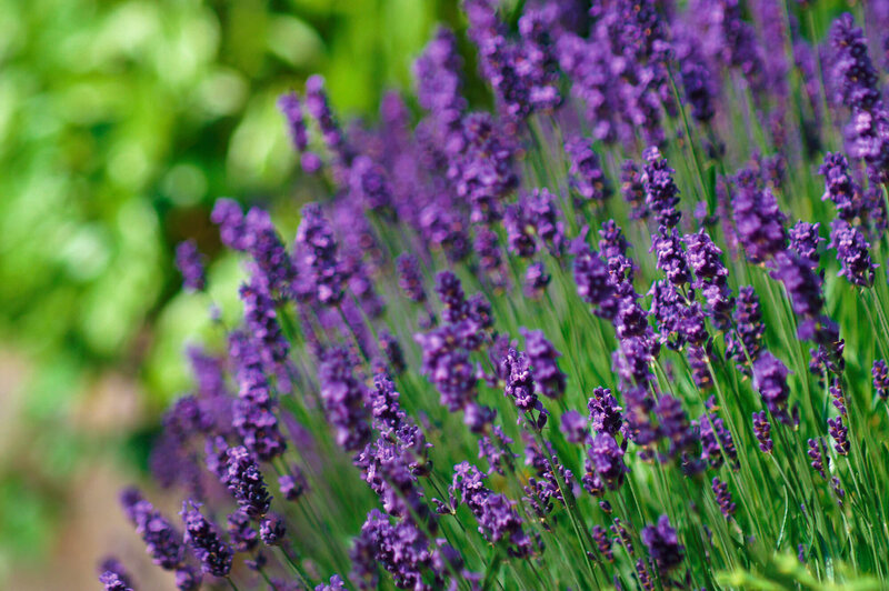 Lavandula angustifolia Hidcote Blue
