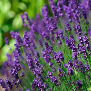 Lavandula angustifolia Hidcote Blue