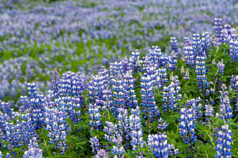 Lupinus Polyphyllus - Hybriden Kastellan