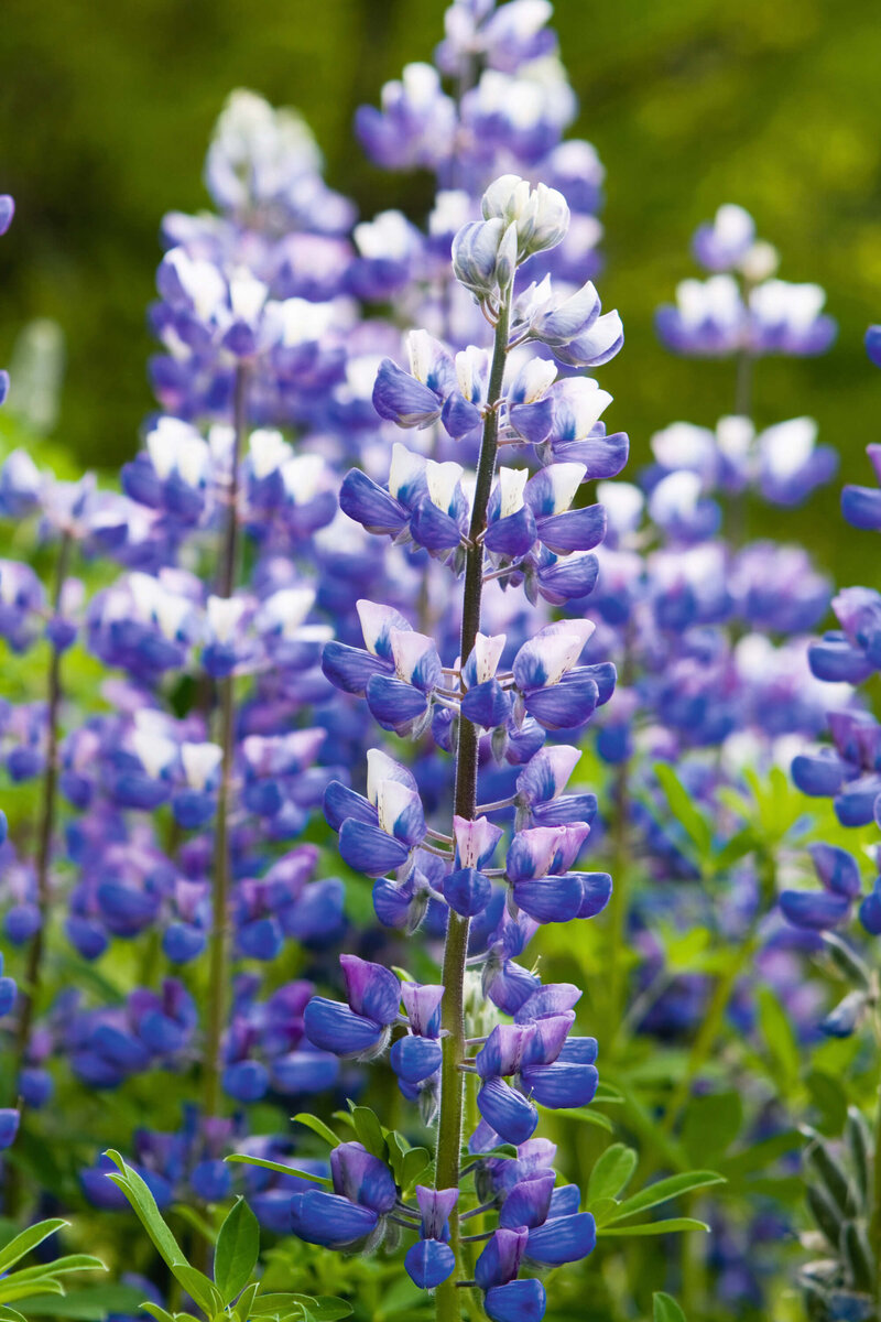 Lupinus Polyphyllus - Hybriden Kastellan