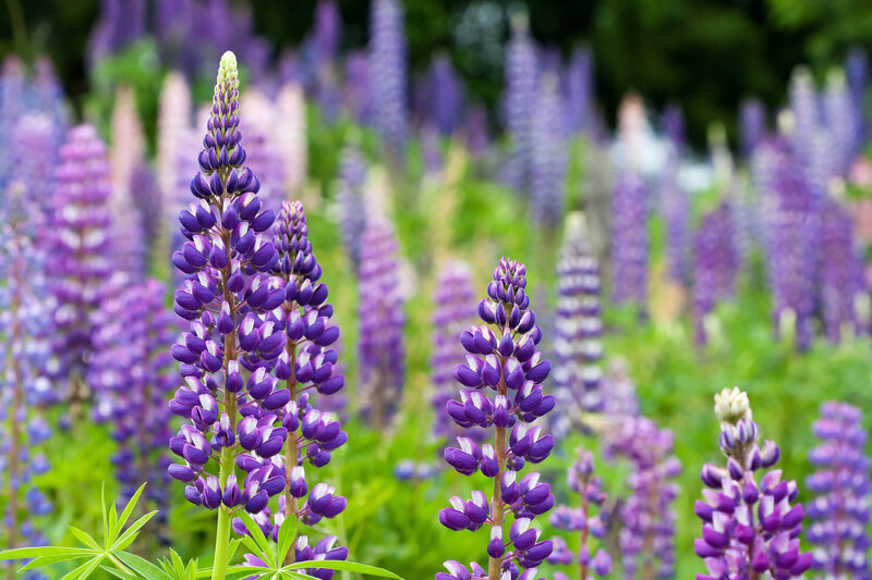 Lupinus Polyphyllus - Hybriden Kastellan