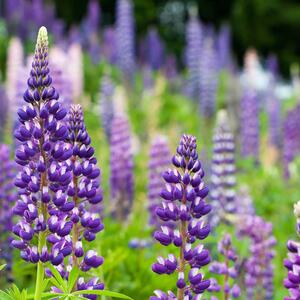 Lupinus Polyphyllus - Hybriden Kastellan