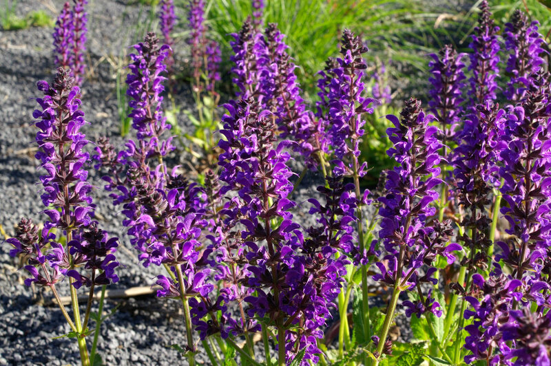 Salvia nemorosa Mainacht