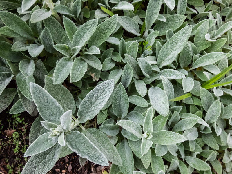 Stachys byzantina Silver Carpet