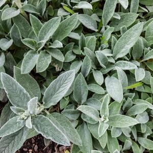 Stachys byzantina Silver Carpet