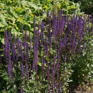 Salvia nemorosa Mainacht