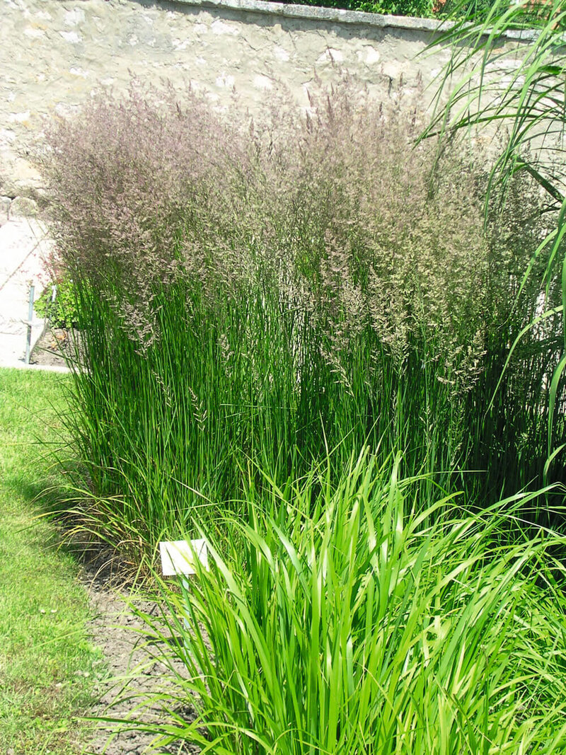 Calamagrostis brachytricha