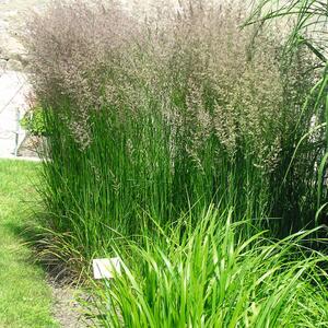 Calamagrostis brachytricha