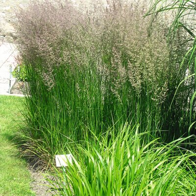 Calamagrostis brachytricha
