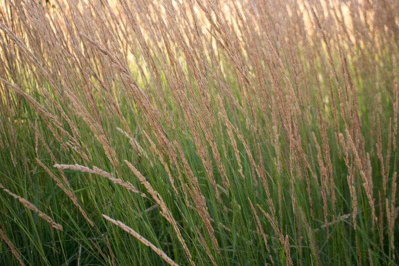 Calamagrostis x acutiflora Overdam