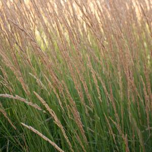 Calamagrostis x acutiflora Overdam