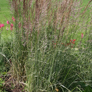 Calamagrostis x acutiflora Overdam