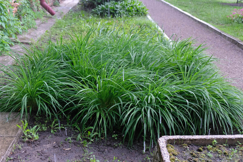 Carex foliosissima Irish Green