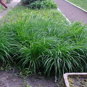 Carex foliosissima Irish Green