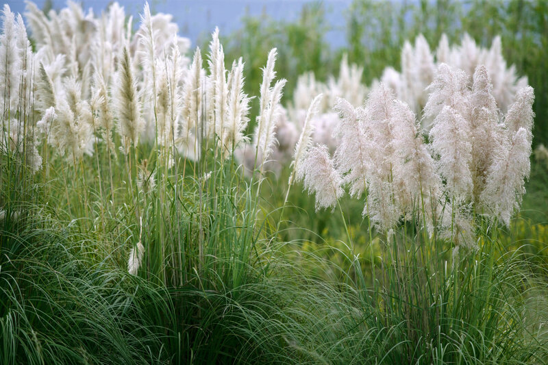 Cortaderia selloana Pumila