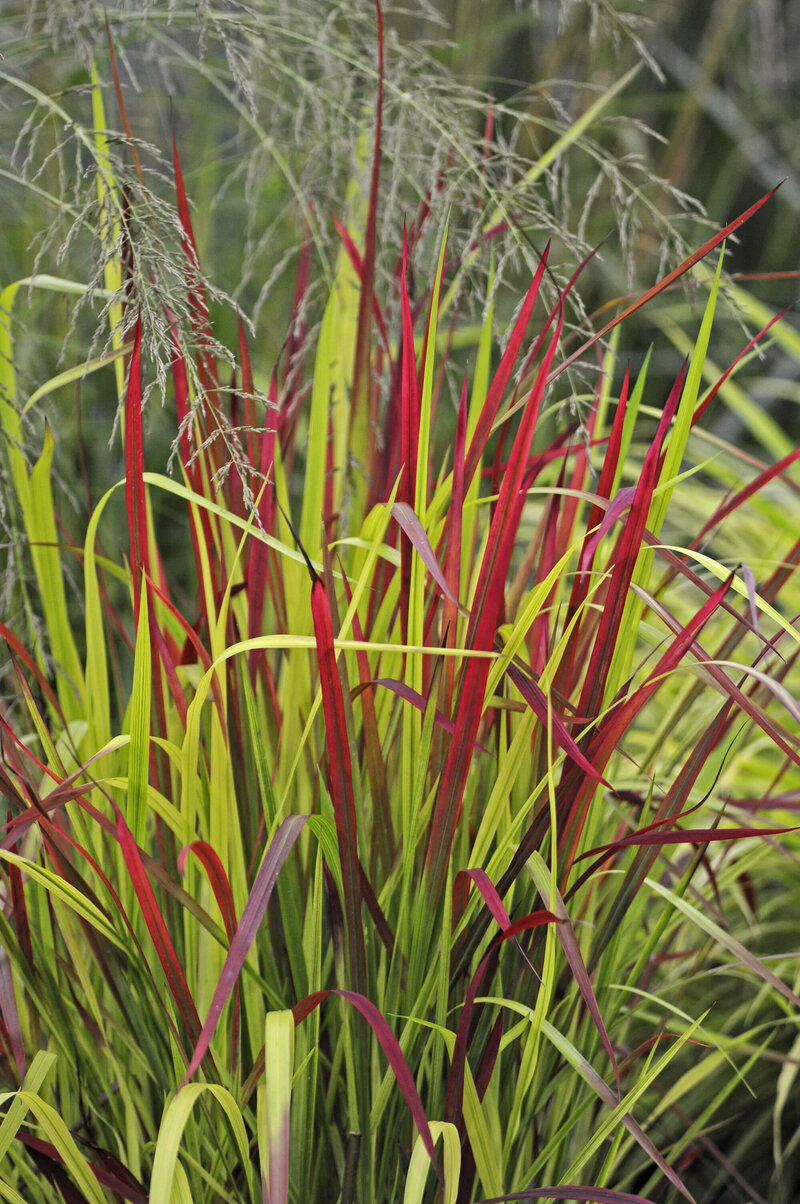 Imperata cylindrica Red Baron