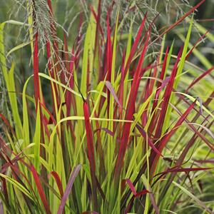 Imperata cylindrica Red Baron