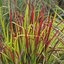 Imperata cylindrica Red Baron