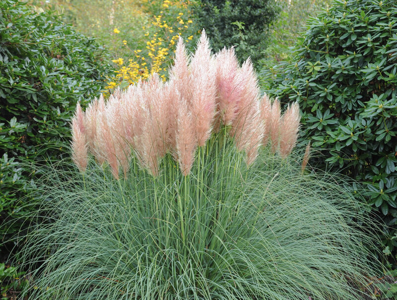 Cortaderia selloana Rosea