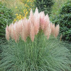 Cortaderia selloana Rosea