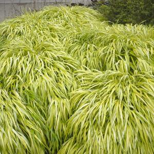 Hakonechloa macra Aureola