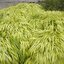 Hakonechloa macra 'Aureola'