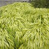 Hakonechloa macra Aureola