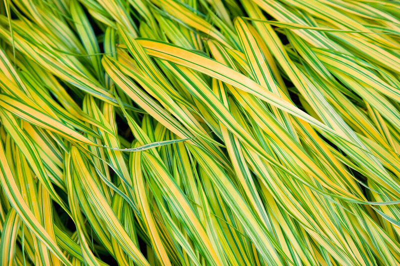 Hakonechloa macra Aureola